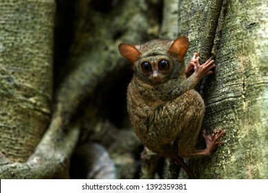 spectral tarsier