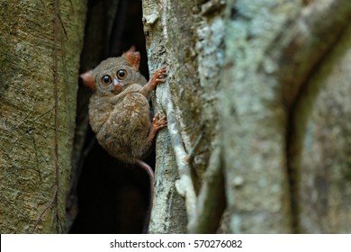 メガネザルぞく の画像 写真素材 ベクター画像 Shutterstock