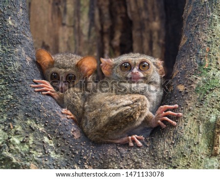 Spectral Tarsiers, waking up during dusk in Tangkoko national park, Indonesia