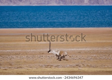 A specular view of the animal running wildly on ground and specular view of river in background.