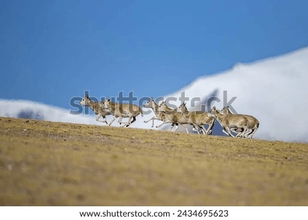 A specular view of the animals in and the ice caped mountains.
