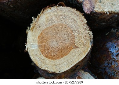 Speech Bubble In The Wooden Stump