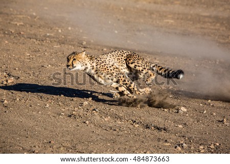 Speed