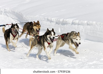 speed dogs