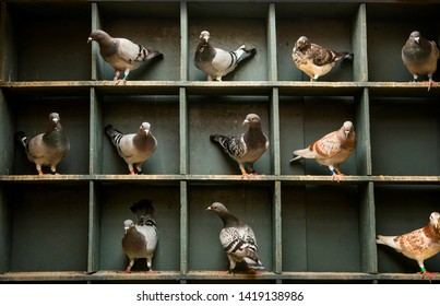 Speed Racing Pigeon Perching  In Home Loft