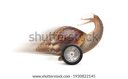 Speedy garden snail with wheel and motion blur isolated on white background. Speed conceptual image.