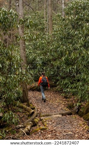 Speedy Hiker Passing Through Rhododendron Forest in Great Smoky Mountains National PArk