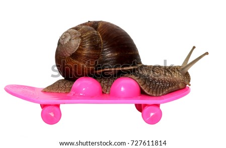 Speedy snail like car racer. Concept of speed and success. Wheels are blur because of moving. Grape Snail riding on a skateboard, isolated on white background.