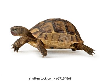 Speedy turtle