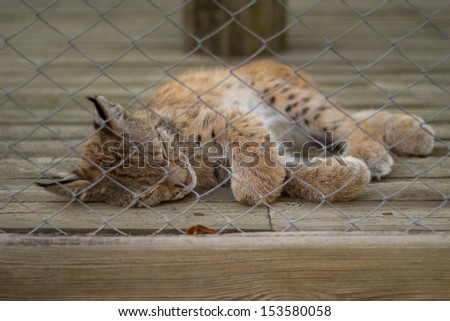 Speeping leopard