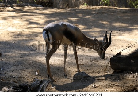 Speke's Gazelle (Gazella spekei), is the smallest of the gazelle species. It is confined to the Horn of Africa