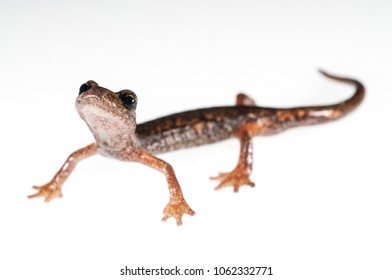 Speleomantes Ambrosii (spezia Cave Salamander)