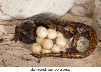 Speleomantes Strinatii (strinati's Cave Salamander) Female With Eggs