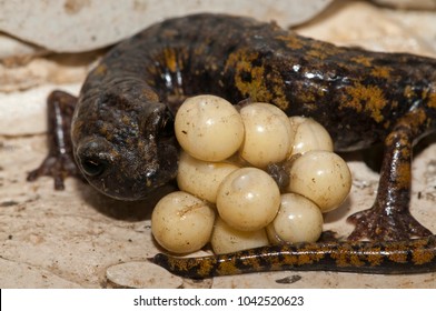 Speleomantes Strinatii (strinati's Cave Salamander) Female With Eggs