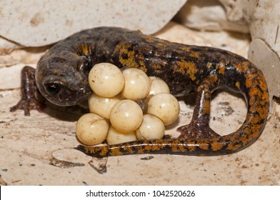 Speleomantes Strinatii (strinati's Cave Salamander) Female With Eggs