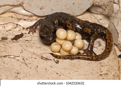 Speleomantes Strinatii (strinati's Cave Salamander) Female With Eggs