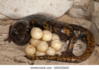 Speleomantes Strinatii (strinati's Cave Salamander) Female With Eggs