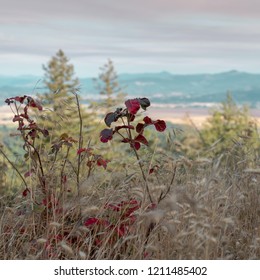 Spencer Butte, Oregon