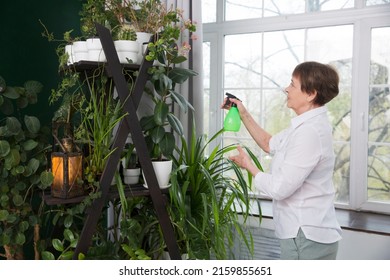  spend free time do favourite hobby. life concept. floriculture. elderly woman takes care of the flowers at home