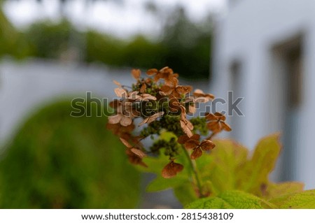 Spent Oakleaf Hydrangea Bloom with Green Leaves
