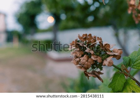 Spent Oakleaf Hydrangea Bloom with Green Leaves