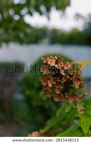 Spent Oakleaf Hydrangea Bloom with Green Leaves