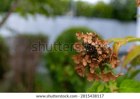 Spent Oakleaf Hydrangea Bloom with Green Leaves