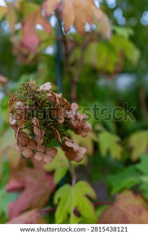 Spent Oakleaf Hydrangea Bloom with Green Leaves