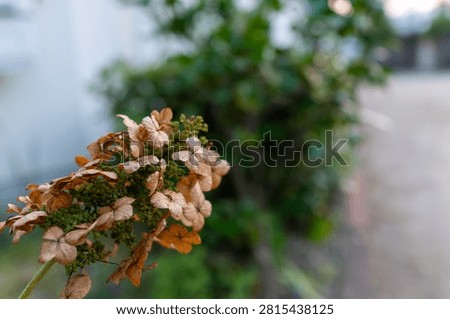 Spent Oakleaf Hydrangea Bloom with Green Leaves