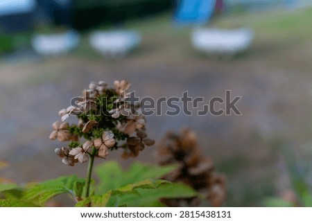 Spent Oakleaf Hydrangea Bloom with Green Leaves