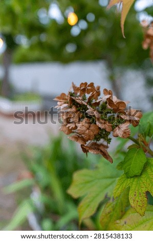 Spent Oakleaf Hydrangea Bloom with Green Leaves
