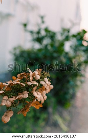 Spent Oakleaf Hydrangea Bloom with Green Leaves