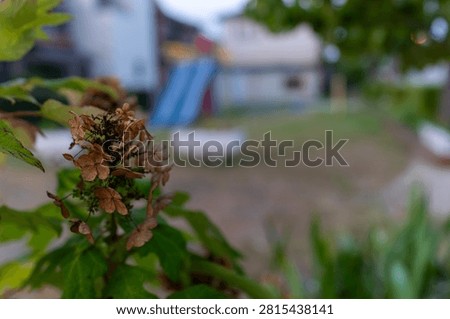 Spent Oakleaf Hydrangea Bloom with Green Leaves