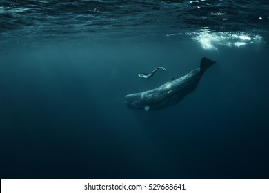 Sperm Whale In Atlantic Ocean