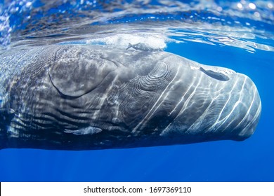 Sperm Whale Calf Is Sleeping On A Surface Of Indian Ocean, Mauritius. 