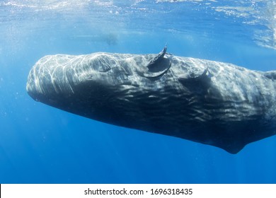 A Sperm Whale Calf Is Sleeping In The Surface In Sun Lights