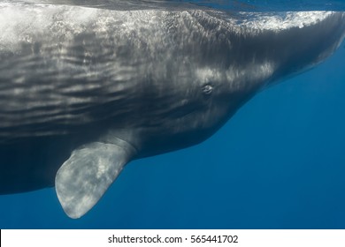 Sperm Whale Close Up Eye, Sri Lanka, Mirissa, Indian Ocean