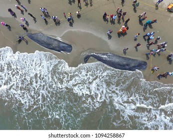 Sperm Whale Dead at Aceh Beach, November 14, 2017. People see the carcass of the giant fish.