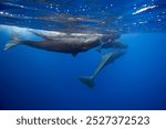 Sperm Whale Family play in blue water high quality