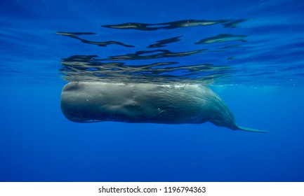Sperm whale, Indian Ocean, Mauritius.