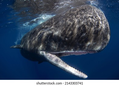 sperm whale mouth