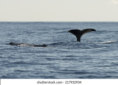 Sperm Whale One Of The Many Species Of Whales In The Waters Of The Azores.