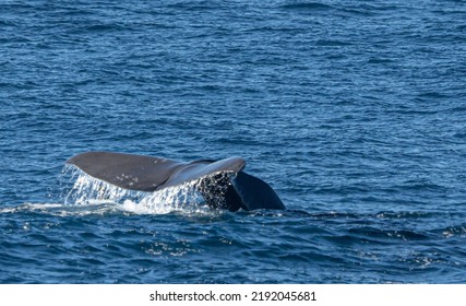 Sperm Whale (Physeter Catodon) In The Open Sea