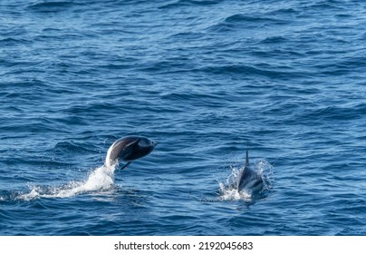 Sperm Whale (Physeter Catodon) In The Open Sea