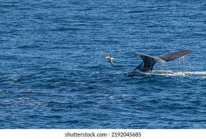 Sperm Whale (Physeter Catodon) In The Open Sea