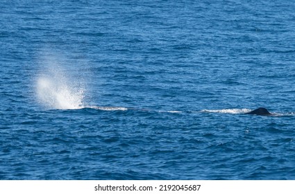 Sperm Whale (Physeter Catodon) In The Open Sea