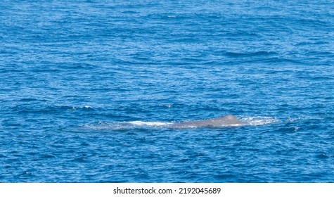 Sperm Whale (Physeter Catodon) In The Open Sea