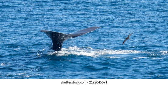 Sperm Whale (Physeter Catodon) In The Open Sea