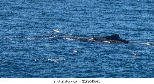 Sperm Whale (Physeter Catodon) In The Open Sea