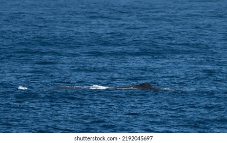 Sperm Whale (Physeter Catodon) In The Open Sea